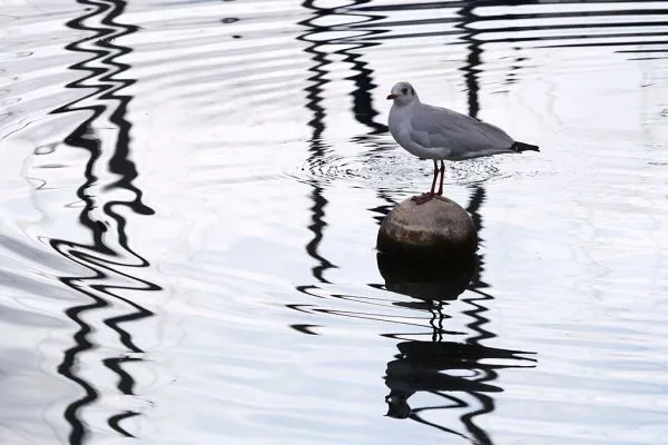 Mouettes lake shuttles