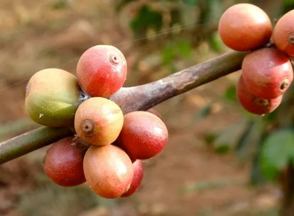 Lao coffee